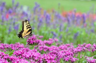 3 Tips for Attracting Butterflies to Your Garden